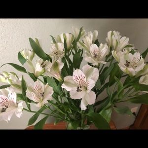 Meet your Posher, Laurel